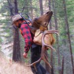 Packing the bull elk